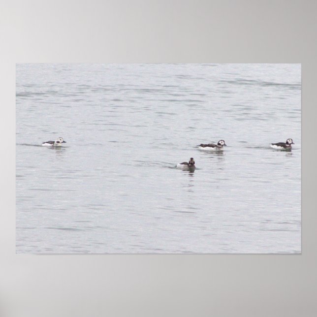 Affiche Photo de Canards (Devant)