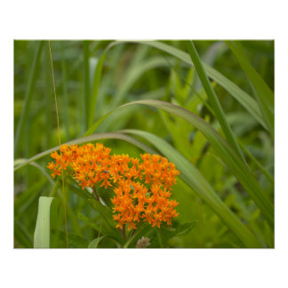 Affiche photo de fleurs sauvages orange