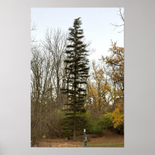 Affiche Photo de Grand Arbre