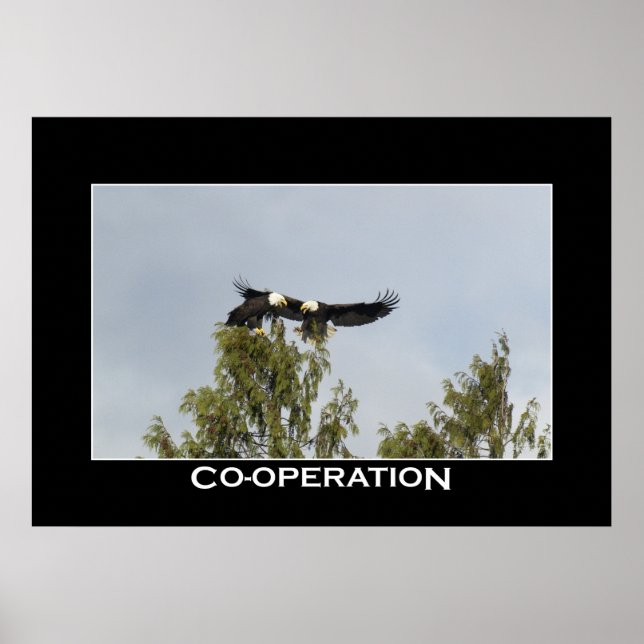 Affiche photo de la COOPÉRATION Bald Eagles (Devant)