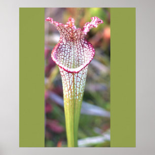 Affiche photo de la plante à pitchers blanche