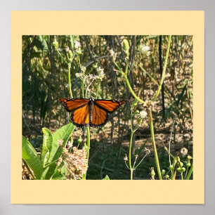 Affiche photo de papillon monarque