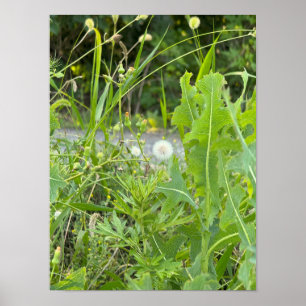 Affiche photo de pissenlit