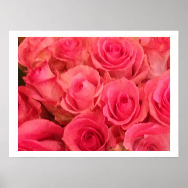 Affiche Photo De Roses Roses (Devant)