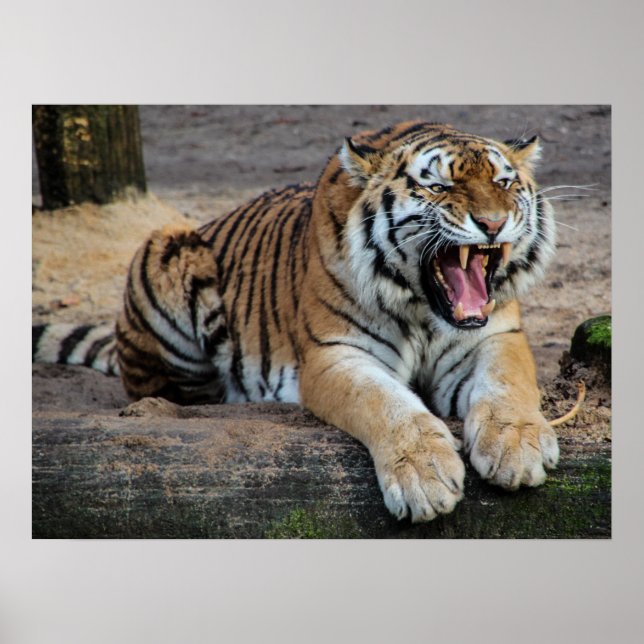 Affiche photo de tigre rugissant en colère (Devant)