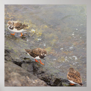 Affiche photo d'oiseaux sur rocher