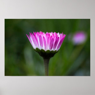Affiche Photographie de Marguerite
