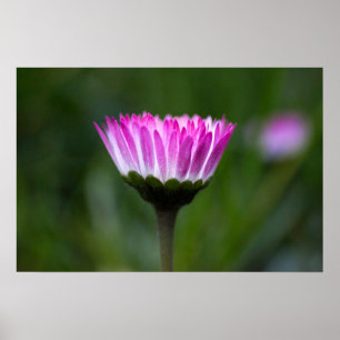 Affiche Photographie de Marguerite