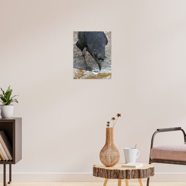 Affiche photographique d'un corbeau assoiffé buvan (Salon 3)