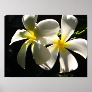 Affiche Plumaria Hawaiian Tropical Flowers Imprime