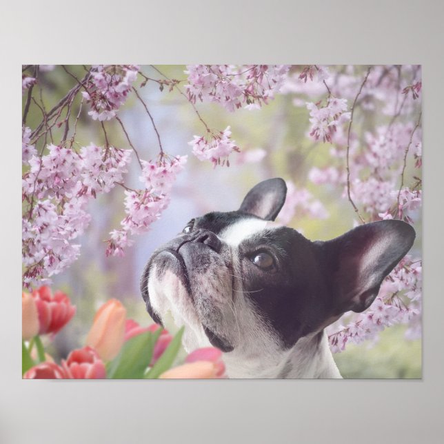 Affiche pour chien de Boston Terrier (Devant)