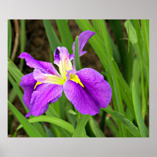 Affiche pourpre d'iris