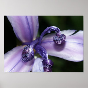 Affiche pourpre d'iris