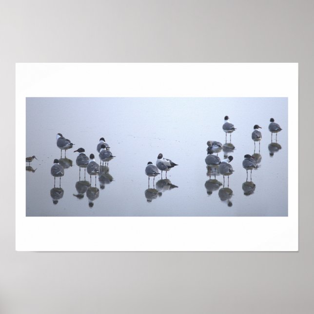 Affiche Reflets des Mouettes le Long de l'Eau (Devant)