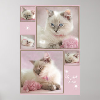 affiche rose3