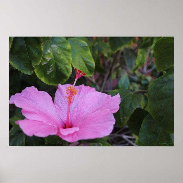 Affiche Rose et Fière (Devant)