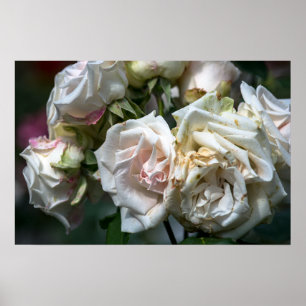 Affiche Roses Blanches en Fleurs Photographie