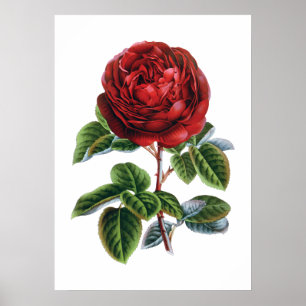 Affiche rouge