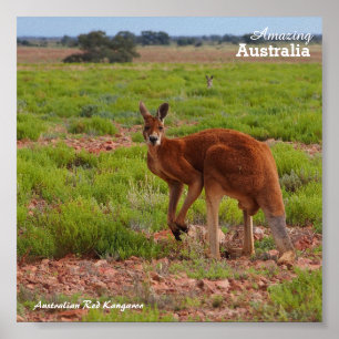 Affiche rouge australienne de kangourou