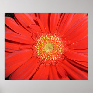 Affiche rouge de marguerite de Gerbera