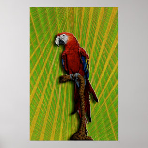 Affiche rouge de perroquet