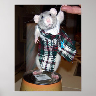 Affiche rouge de rat d'animal familier - kilt