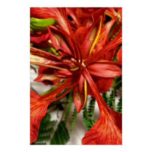 Affiche Royal Poinciana