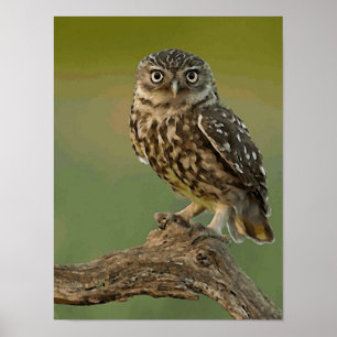 Affiche sauvage d'oiseau d'oeil de hibou