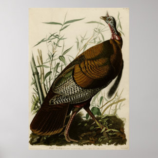 Affiche sauvage Turquie_Audubon_Poster