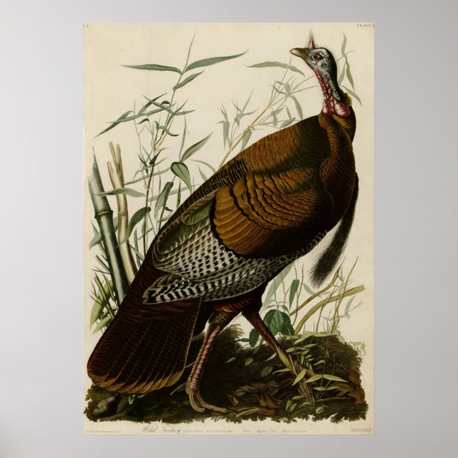 Affiche sauvage Turquie_Audubon_Poster (Devant)