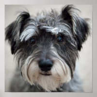 Affiche Schnauzer Dog