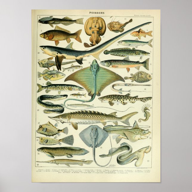 affiche scientifique vintage sur le poisson animal (Devant)