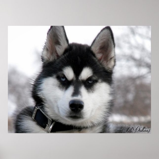 Affiche Sibérienne Husky Puppy (Devant)