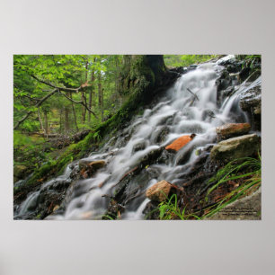 Affiche soyeuse de cascade de forêt de racines