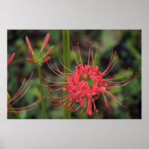 Affiche Spider Lily