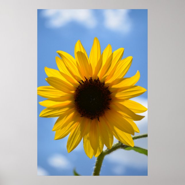 Affiche Sunflower et Blue Sky (Devant)