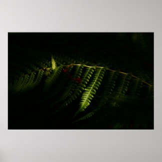 Affiche Sunlit woodland founs (6159)