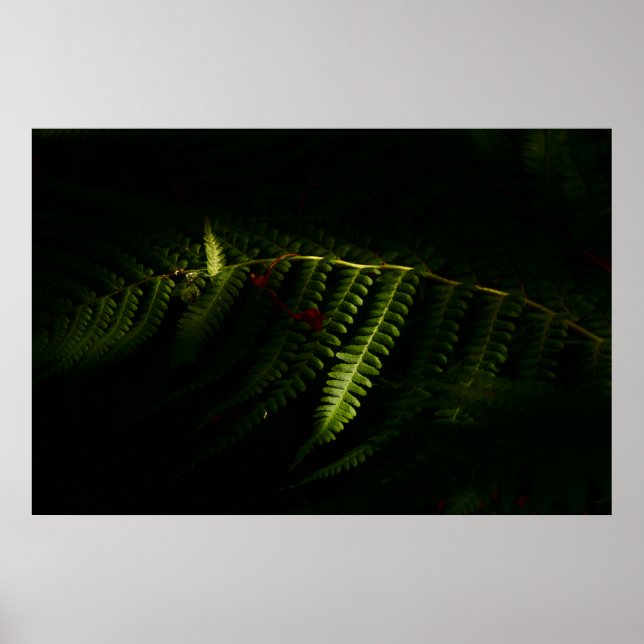 Affiche Sunlit woodland founs (6159) (Devant)