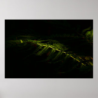 Affiche Sunlit woodland founs (6167)