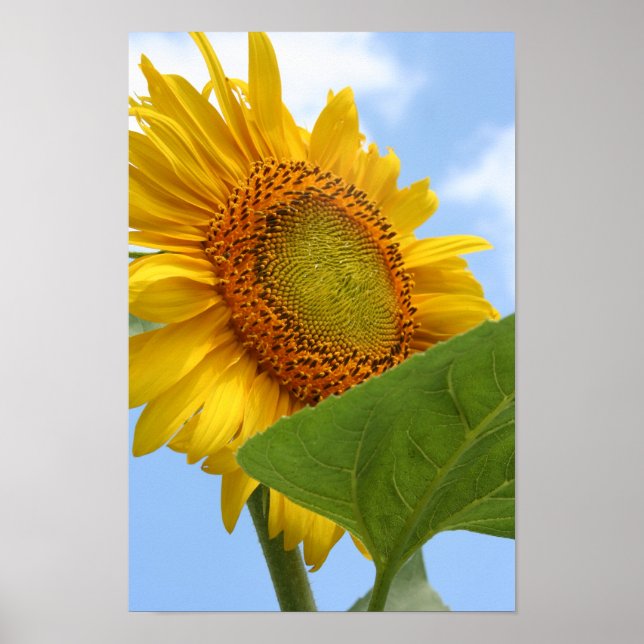 Affiche Sunny Sunflower (Devant)