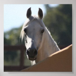 Affiche Sunny the Arabian Horse