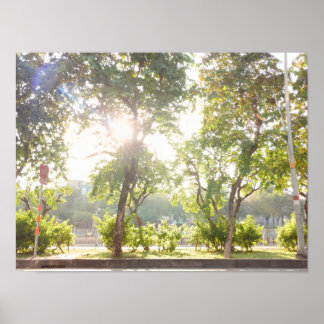Affiche Sunny Trees
