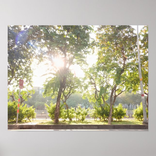 Affiche Sunny Trees (Devant)