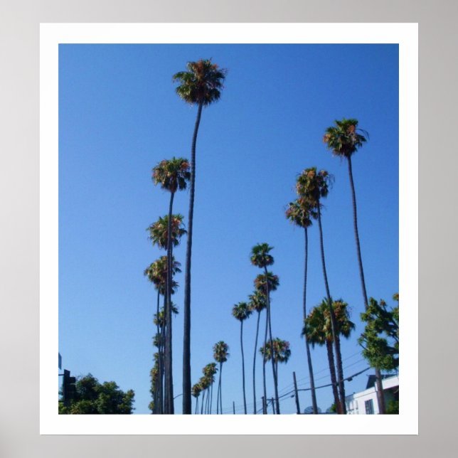 Affiche TALL PALM TREE (Devant)