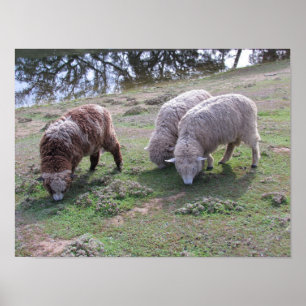 Affiche - Trois moutons