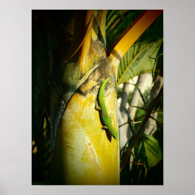 Affiche tropicale hawaïenne gecko (Devant)