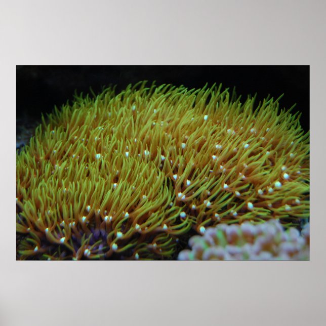 affiche vert étoile polype corail (Devant)