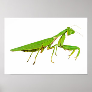 Affiche verte géante de mante de prière