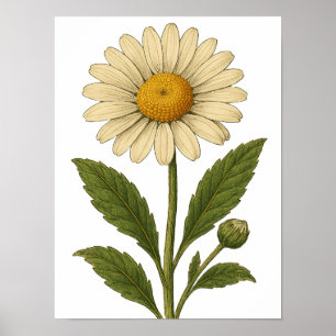 Affiche Vintage Daisy