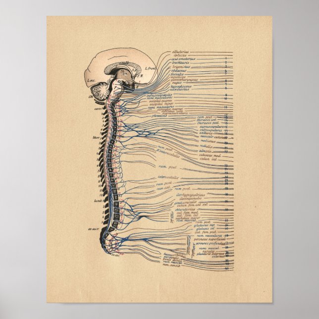Affiche vintage d'anatomie humaine du système nerv (Devant)